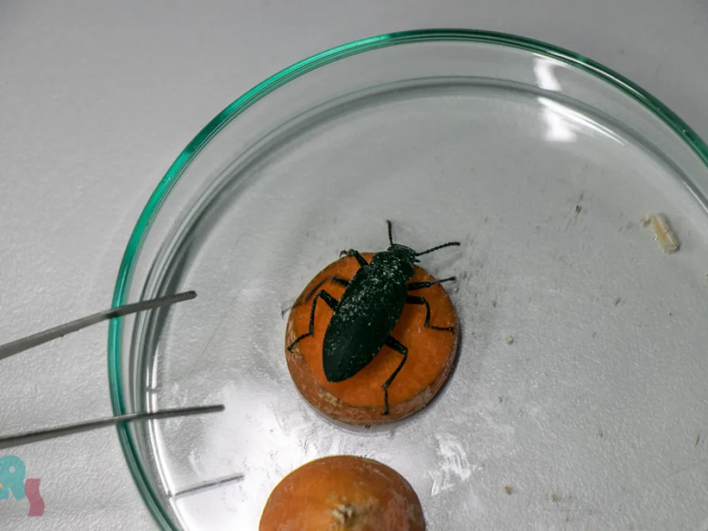 Käfer in einer Petrischale.